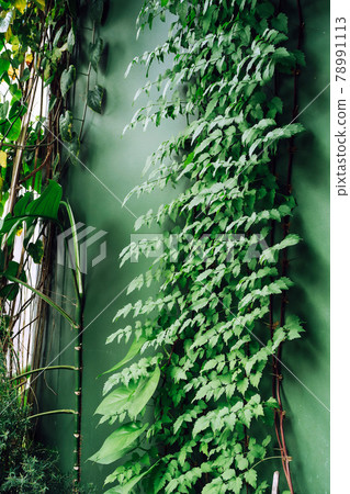 Image of green ivy on wall. 78991113