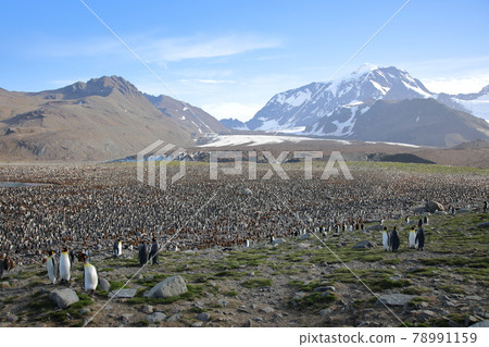 King Penguin Colony (South Georgia) King Penguin Colony (South Georgia) 78991159