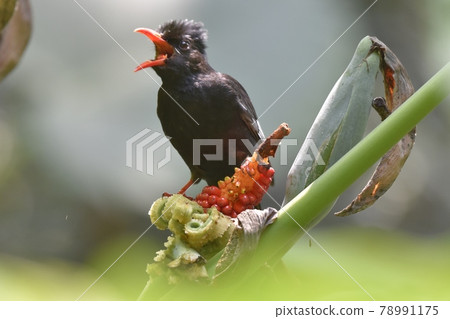 Written by a black bird station and a red fruit. Written by a black bird station and a red fruit. 78991175