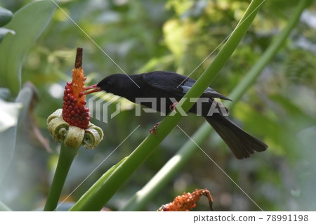One black bird station is a red fruit fruit store. One black bird station is a red fruit fruit store. 78991198