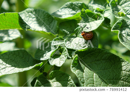 Colorado potato beetle larva on the stalk of potatoes. Agricultural pest. Colorado potato beetle larva on the stalk of potatoes. Agricultural pest. 78991412