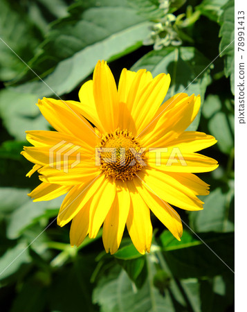 Arnica mountain, close-up. One beautiful yellow flower. Arnica mountain, close-up. One beautiful yellow flower. 78991413