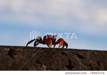Crab sidewalk 78991538