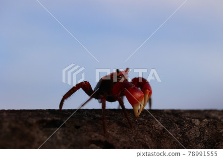 Crab sidewalk 78991555