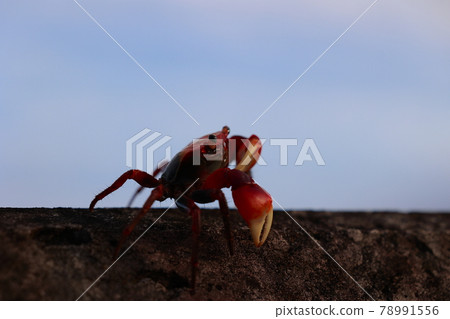 Crab sidewalk 78991556