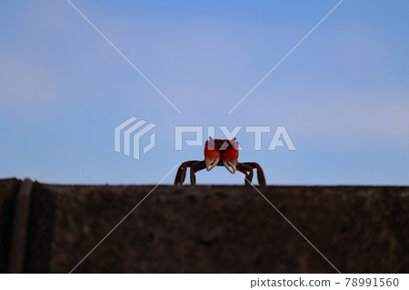 Crab sidewalk 78991560