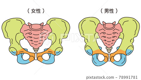 骨盆男性和女性骨盆 78991781