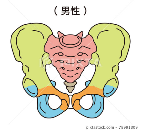 Pelvis Male pelvis 78991809