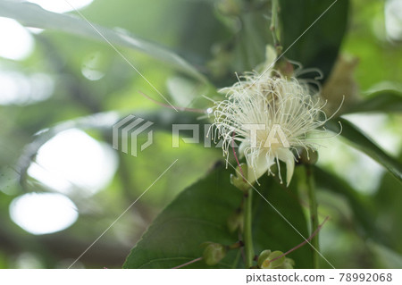 Barringtonia racemosa Barringtonia racemosa 常綠喬木 78992068
