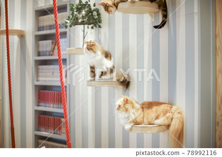 Cat cafe cat Cat cafe cat 78992116