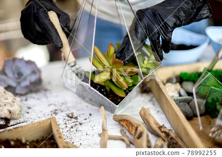Female florist arrangement succulents natural plants into glass florarium on stones decor closeup Female florist arrangement succulents natural plants into glass florarium on stones decor closeup 78992255