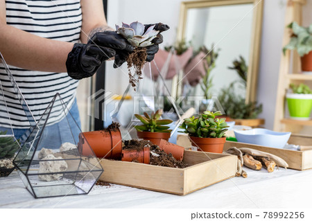 Closeup woman gardener transplanting succulent into glass vase creating florarium botanic decor Closeup woman gardener transplanting succulent into glass vase creating florarium botanic decor 78992256
