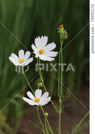 初夏公園裡盛開的白色宇宙花 初夏公園裡盛開的白色宇宙花 78992278