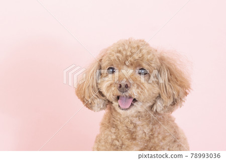 Pink back and smiling toy poodle bust up 78993036