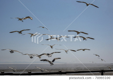 Seagulls flock scenery Seagulls flock scenery 78993100