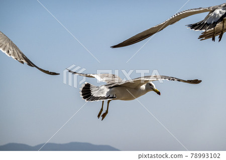 Seagulls flock scenery Seagulls flock scenery 78993102