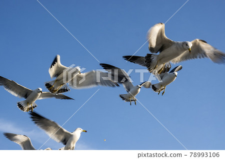 Seagulls flock scenery 78993106