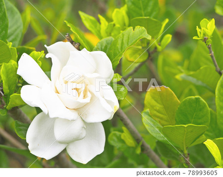 梔子花的白色花朵 78993605