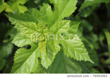 Mulberry leaves Mulberry leaves 78993983