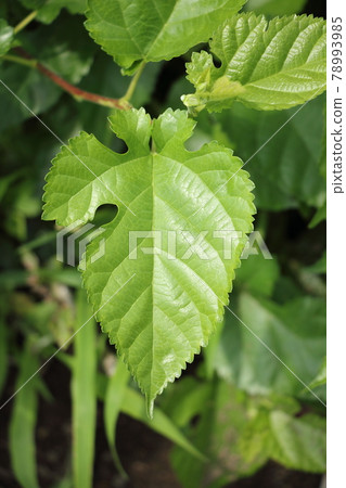 Mulberry leaves Mulberry leaves 78993985