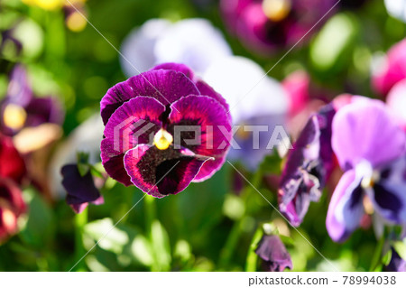 Multicolored pansy flower plant natural background, summer time Multicolored pansy flower plant natural background, summer time 78994038