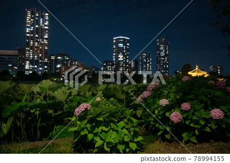 夜晚的不忍池和繡球花 78994155