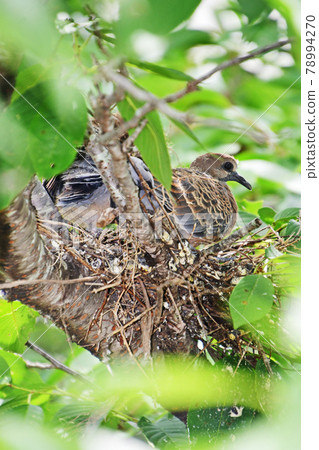 Turtle dove from incubation to fledging Turtle dove from incubation to fledging 78994270