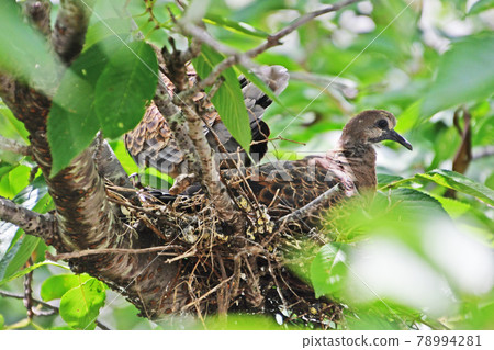 Turtle dove from incubation to fledging 78994281