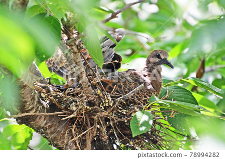 Turtle dove from incubation to fledging 78994282