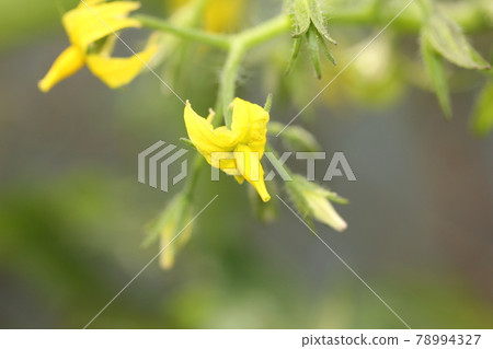 Mini tomato flowers Mini tomato flowers 78994327