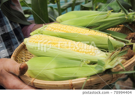 收穫玉米 78994404