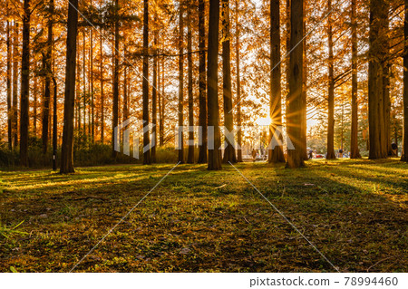 Metasequoia Namiki Tree Sunbeams Mizumoto Park 78994460