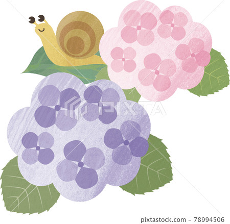 Rainy season June Hydrangea Hydrangea Snail flower Nature Watercolor touch Illustration material Rainy season June Hydrangea Hydrangea Snail flower Nature Watercolor touch Illustration material 78994506