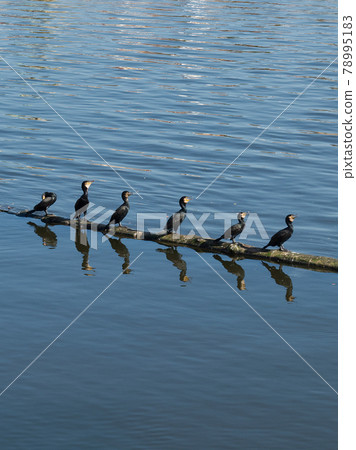 Cormorants on a log in the river. 78995183