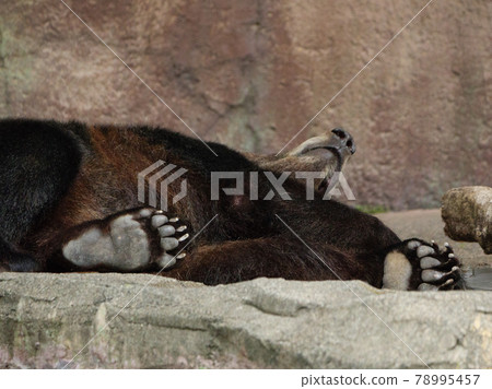 熊掌和腳底 78995457