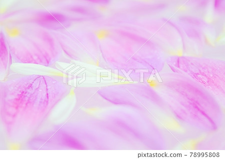 Pink dahlia petals floating on the water Pink dahlia petals floating on the water 78995808