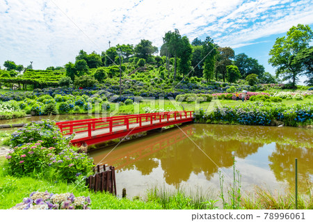 盛開的繡球花之風之佐藤<三重縣津市> 78996061