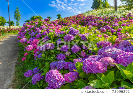 Kazahaya no Sato, Hydrangea in full bloom <Tsu City, Mie Prefecture> 78996201