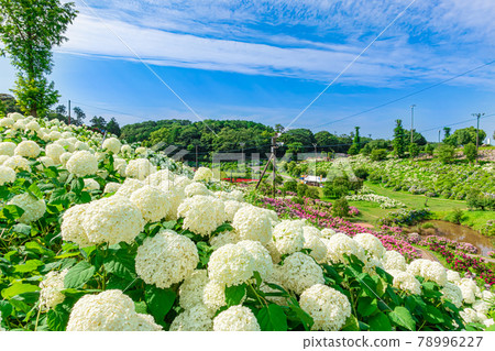 Kazahaya no Sato, Hydrangea in full bloom <Tsu City, Mie Prefecture> 78996227