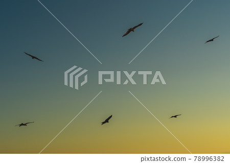 Flying bird Flying bird 78996382