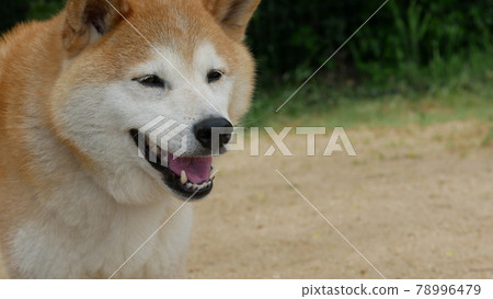 Profile of a laughing shiba inu 78996479