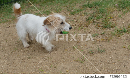 Jack Russell Terrier holding the ball Jack Russell Terrier holding the ball 78996483