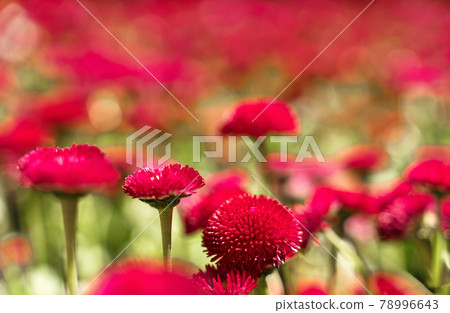 Close up blossoming red flowers on natural leaves backdrop. 78996643