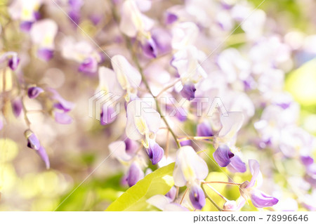 Close up blossoming wisteria lilac flowers on defocused natural leaves and blue sky background. Selective focus. Close up blossoming wisteria lilac flowers on defocused natural leaves and blue sky background. Selective focus. 78996646