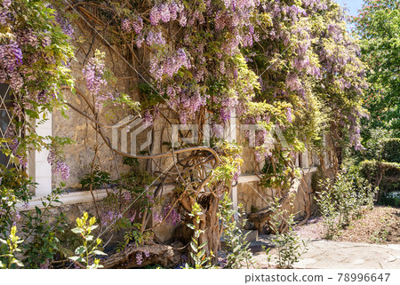 Windows of old mansion framed with blossoming purple wisteria flowers. Natural house facade decoration with wisteria flowers. Windows of old mansion framed with blossoming purple wisteria flowers. Natural house facade decoration with wisteria flowers. 78996647