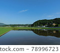 Rural scenery after rice planting, blue sky, mirror 78996723