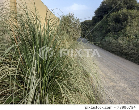country road, trees and bushes along a dirt road, saw area country road, trees and bushes along a dirt road, saw area 78996784