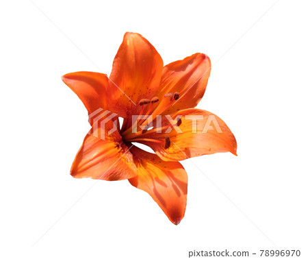 Brightly orange lily flower. Beautiful flower with orange petals. Isolated on a white background. Brightly orange lily flower. Beautiful flower with orange petals. Isolated on a white background. 78996970
