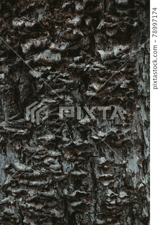 Close-up view of a piece of old cracked tree bark, high-resolution texture Close-up view of a piece of old cracked tree bark, high-resolution texture 78997174