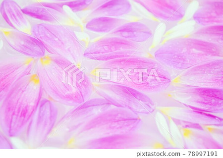Pink dahlia petals floating on the water Pink dahlia petals floating on the water 78997191